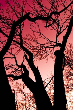 A dramatic picture of a red sky and silhouettes of barren trees.の写真素材