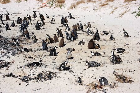 African penguins at Bolders Beach, Cape Town, South Africaの写真素材