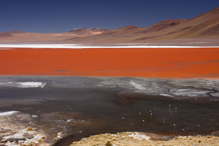 Flamingos at the colourful Laguna Colorada on the Altiplano high plateau, Boliviaの写真素材