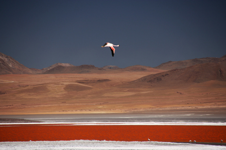 Flamingos at the colourful Laguna Colorada on the Altiplano high plateau, Boliviaの写真素材