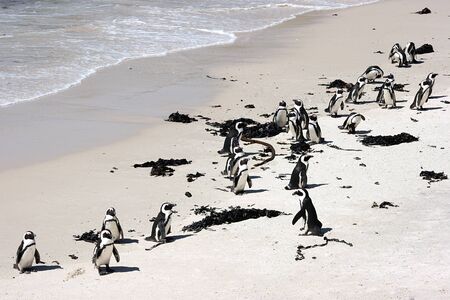 African penguins at Bolders Beach, Cape Town, South Africaの写真素材