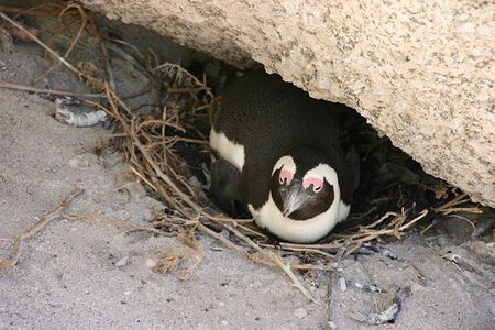 African penguins at Bolders Beach, Cape Town, South Africaの写真素材