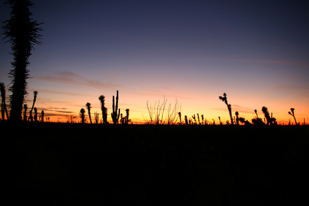 Desert Sunset with Silhouettes of Cactus in the Sonoran Desert, Baja California Norte, Mexicoの写真素材