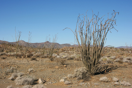 Cacti in the remote Sonoran Desert, Baja California Norte, Mexicoの写真素材