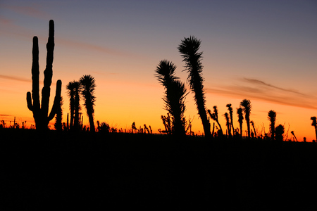 Desert Sunset with Silhouettes of Cactus in the Sonoran Desert, Baja California Norte, Mexicoの写真素材