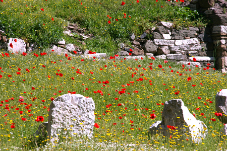 Field of flowers, Teatro di Marcello, Rome, Italyの写真素材