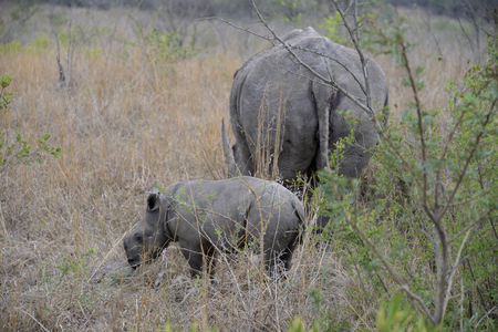 Rhino, Hluhluwe, South Africaの写真素材