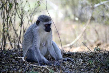 Monkey, Kruger National Park, South Africaの写真素材