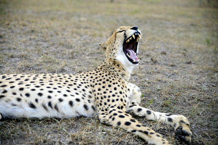 Cheetah, Hluhluwe, South Africaの写真素材
