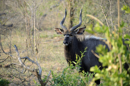 Kudu, Kruger National Park, South Africaの写真素材