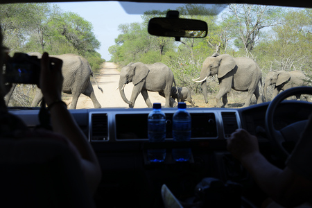 Elephants, Kruger National Park, South Africaの写真素材