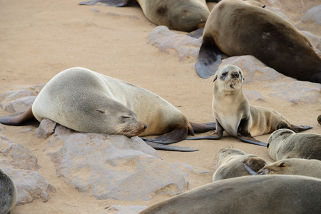 Seals, Cape Cross, Namib desert, Namibiaの写真素材