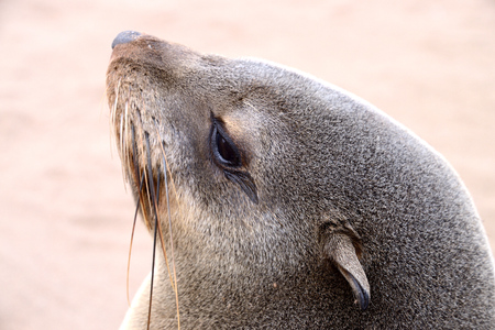 Seals, Cape Cross, Namib desert, Namibiaの写真素材