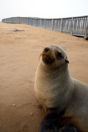 Seals, Cape Cross, Namib desert, Namibiaの写真素材