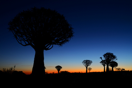 Quiver Trees, Keetmanshoop, Namibiaの写真素材