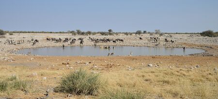 Animals at watering hole, Etosha National Park, Namibiaの写真素材