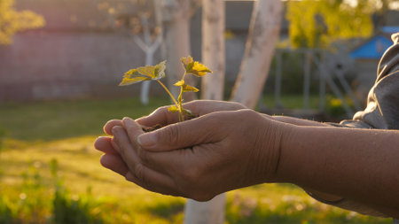 Hands Holding Green Sprout Plant Sampling With Beautiful Sunset Light At Gardenの写真素材