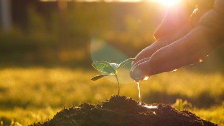 Hand Watering Of Young Sprout Tree Planted In Land Against Rays Of Sunsetの写真素材