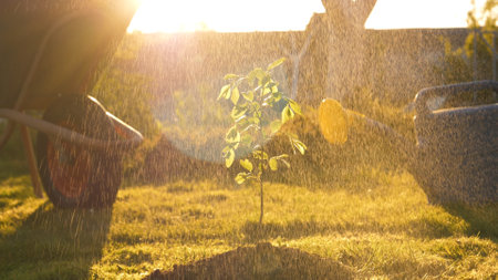 Raindrops Water Small Green Tree Sprout Planted In Ground Against Sunsetの写真素材