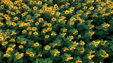 Aerial Flying Above Blooming Sunflower Field At Summer Springの写真素材