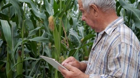 Farmer With Tablet In Green Corn Field