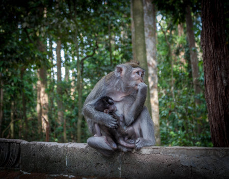 monkey with her son in ubud temple in Indonesia