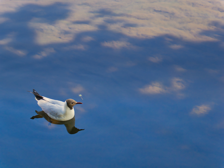Bird swimming in the water with nice clouds reflectionの写真素材