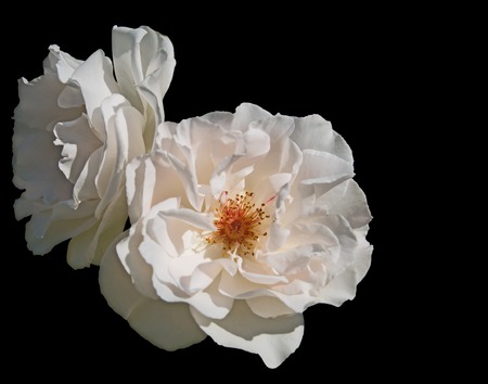 Two white roses in the sun one of them with open blossom both isolated on black backgroundの写真素材