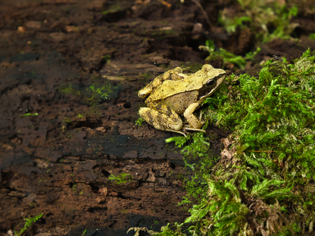 A moor frog sits on a tree trunk and watches a fly sitting on the moss unawareの写真素材