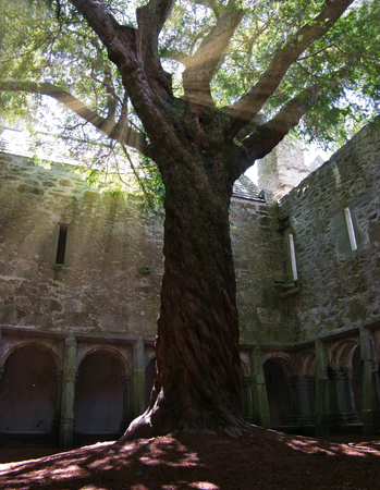 A big tree in the courtyard of an old ruin with sunbeams