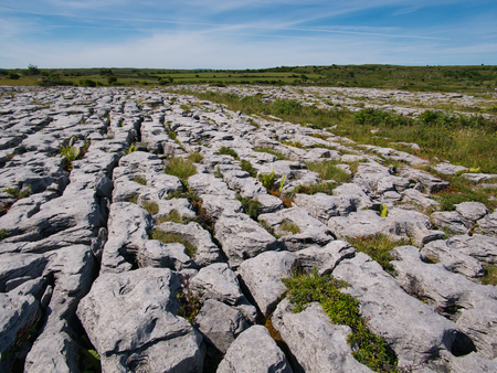 Various plants grow between the rocks in grooves and crevicesの写真素材
