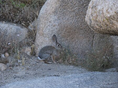 A wild hare between large granite rocks eating grass