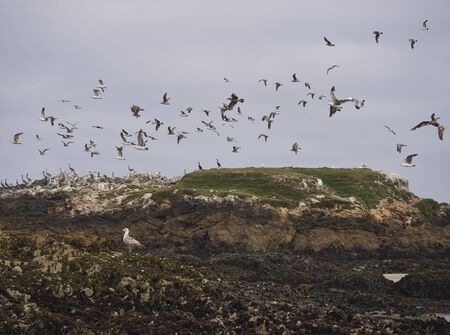 Numerous seagulls fly over the cormorants and pelicans