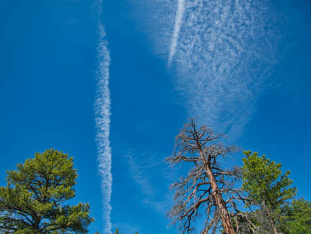 Light veil clouds above the giant treetops of the sequoia treesの写真素材