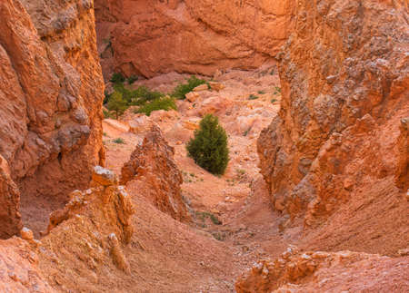Some trees in a precipice between the brittle rocks