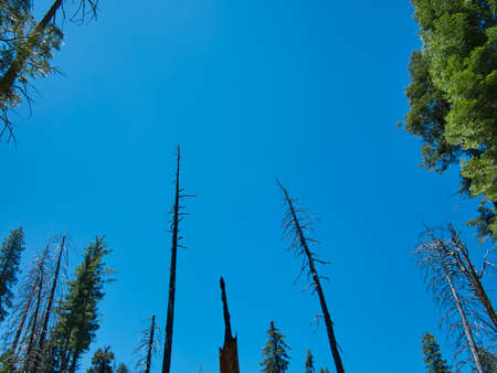Isolated burnt trees in a clearing in the USAの写真素材