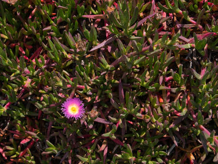 Densely growing succulents with a purple flower on the west coast of the USAの写真素材