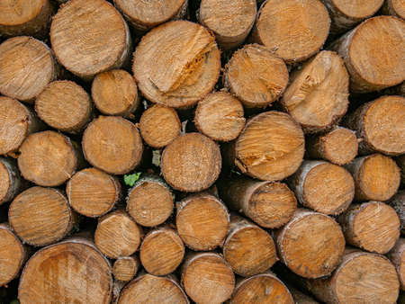 Recording from a stack of wood with cut tree trunks
