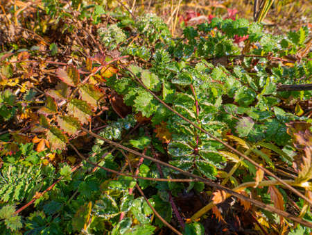 Small drops of water from the morning dew on the colorful plants on the ground