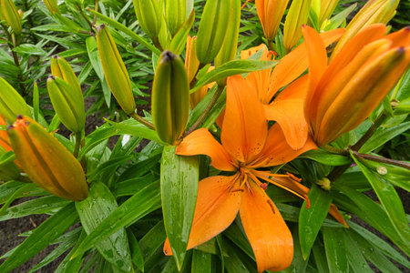 Two flowering and several closed fire liliesの写真素材