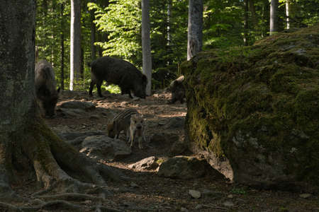 Adult and two young wild boars in a forest clearingの写真素材