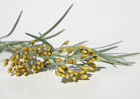 Fresh curryの写真素材