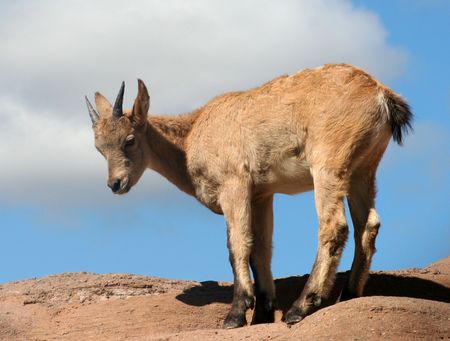 A  sheep on a cliffの写真素材