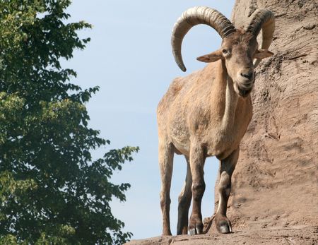 A ram standing on a cliffの写真素材