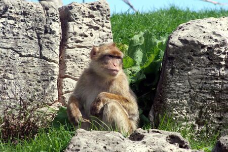 A japanese macaque looking out into the distance