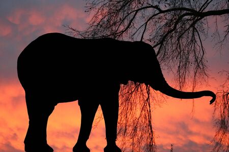 An elephant silhouette against a sunrise backgroundの写真素材