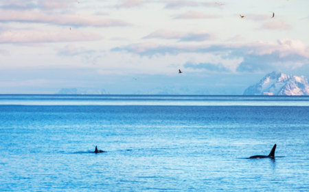 Group of killer whales swimming in the ocean. Scientific name: Tursiops truncatus.