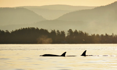Orca or killer whale (Orca brevirostris) in Alaska.の写真素材