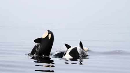 Killer whales in the gulf of Riga, Baltic sea.の写真素材