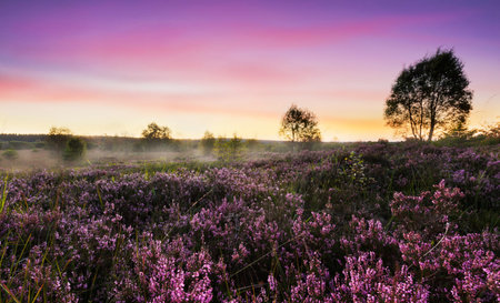 Sunset on the heathland in summer with purple and pink colorsの写真素材